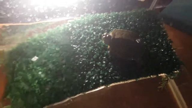Мои черепашки😀😊🐢🐢🐢🐢 смотреть онлайн