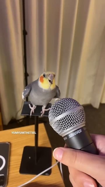 YumYum Working Hard On His New Track! #yumyumthetiel #parrot #bird #pet #cockatiel #cute