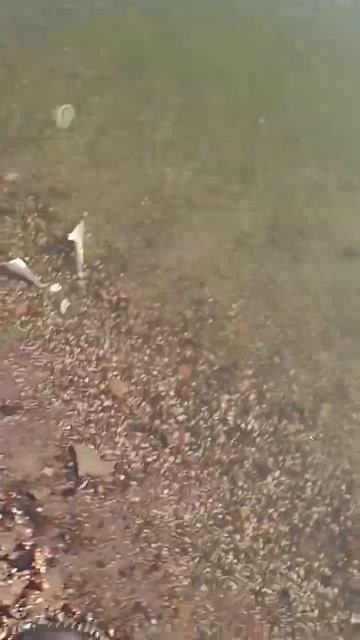 #ростов #кайф #fish #fishing #окунь #рыбалка #сом #судак #рыбалочка #carpfishing смотреть онлайн