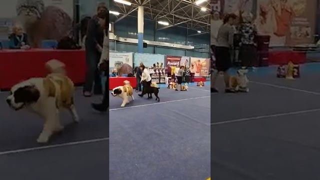 г.Иркутск Бэст -Юниоров КАРУМКАН БАРУДЖИН-ТОКУМ ИРВИН дома Тедди 12 мес. сенбернар#сенбернар смотреть онлайн