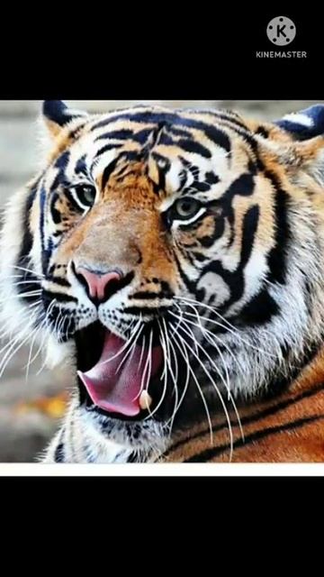 ##Batisa For Compare Lion Attitude What's app status video of WWE wrestler status## смотреть онлайн