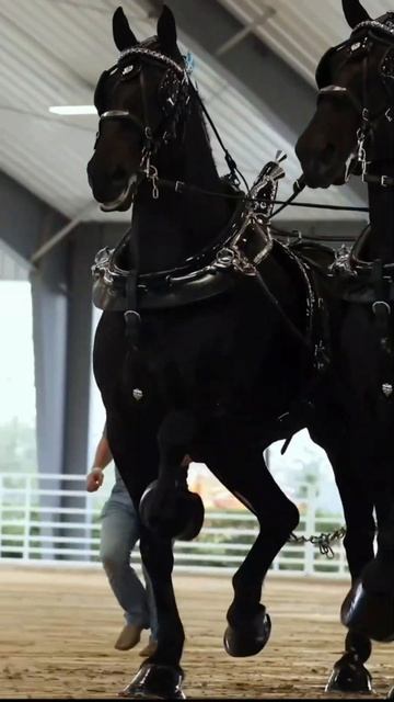Тяжеловозы😎#cupcut #edit # #video #horse #