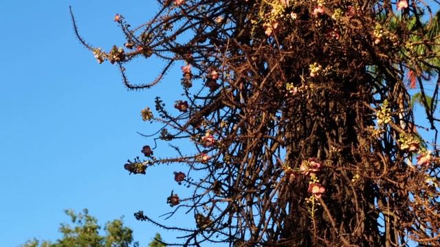 Cannonball Tree смотреть онлайн