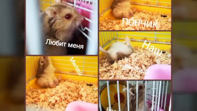 Пончик жив и здоров💋💋💋💋💋😙😙😙❤️❤️❤️❤️ смотреть онлайн