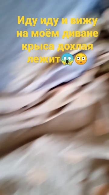 Дохлая крыса на моëм диване😱 смотреть онлайн