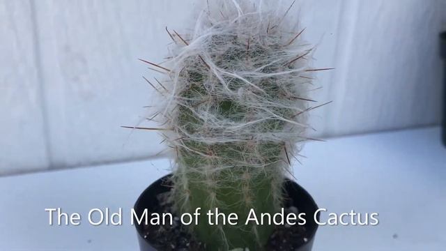 Cactus, Cereus and Echinopsis | Leaf and Designs | Succulent Plants | Cactus Plants for Beginners 🌵 смотреть онлайн