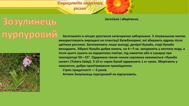 Зозулинець пурпуровий смотреть онлайн