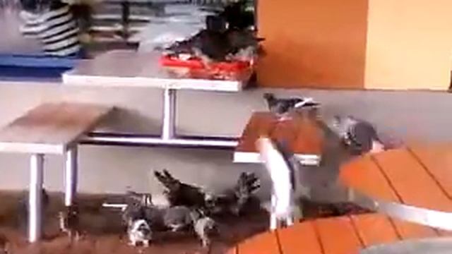 Банда голубей из МакДака