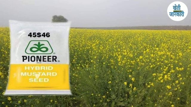 High yield mustard seed | top mustard seed | pioneer seed смотреть онлайн