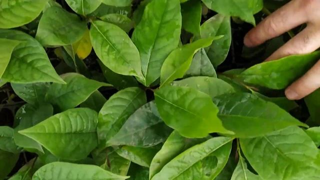 Моя всхожість чеського насіння азіміни. Знято 10-го жовтня. смотреть онлайн