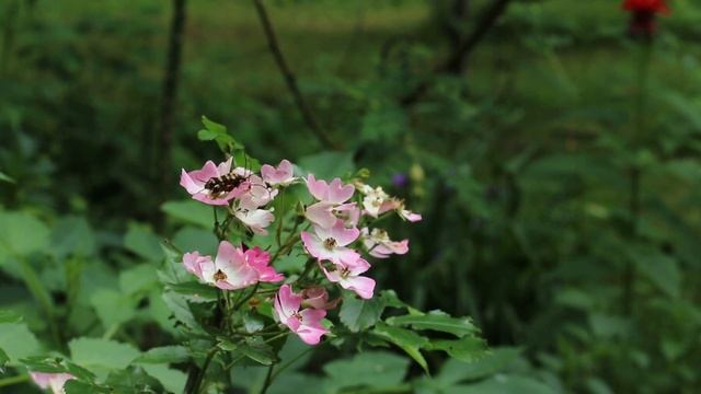 蓼科高原バラクライングリッシュガーデン BARAKURA English Garden (2017年7月) смотреть онлайн