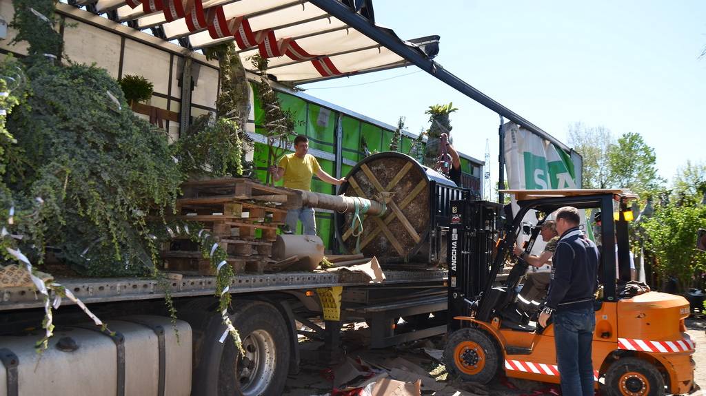 Уличные деревья и кустарники из Италии