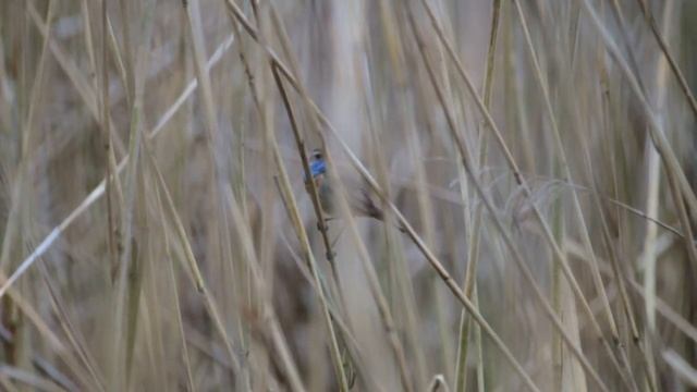 Podróżniczek, Luscinia svecica song смотреть онлайн