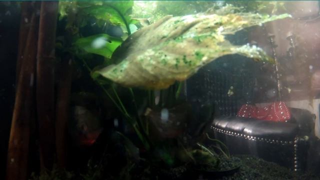 GoPro HD Hero 2  Flat Lens Housing Test Piranha's Ed Skillz