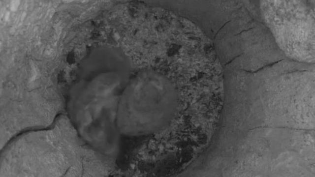 Tawny owl — 31.05.2010 смотреть онлайн