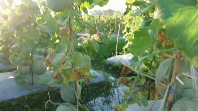 Melon ALINA dari panah merah. 1 pohon bisa dibuahkan 6 sampai 7 buah. Sungguh luar biasaa. смотреть онлайн