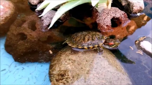 ✔ Hábitat de tortugas de orejas rojas / japonesas 🐢🌊(Trachemys scripta elegans) смотреть онлайн