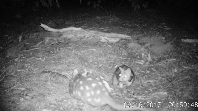 Standoff! | Eastern quolls of Mulligans Flat смотреть онлайн