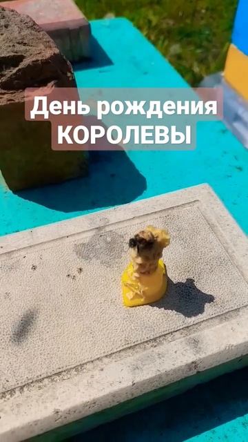 Выход МАТКИ. #пчеловодство #роеловство #пасека #матководство #пчелы смотреть онлайн