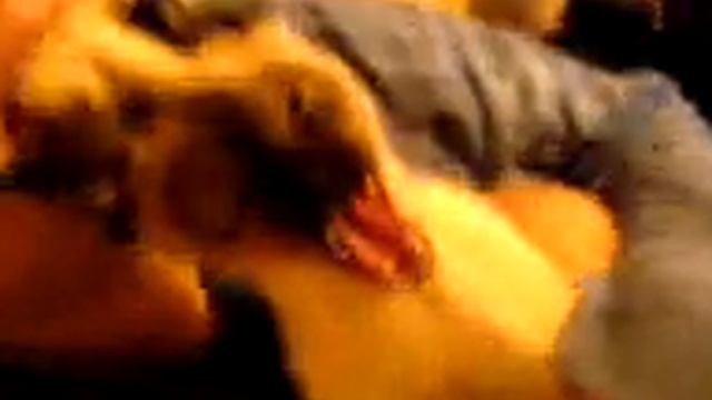 Кот кролик смотреть онлайн