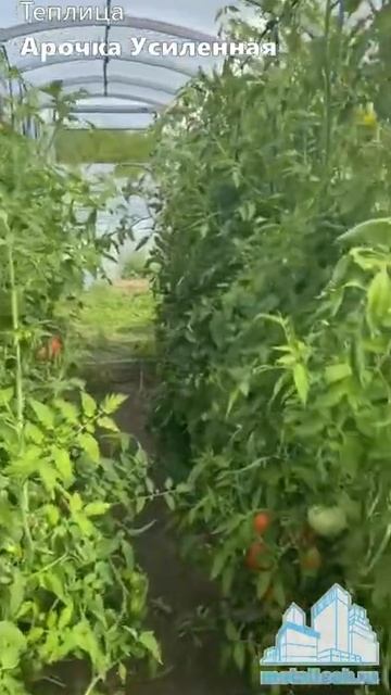 Арочка усиленная — теплица высотой 2,1 м смотреть онлайн