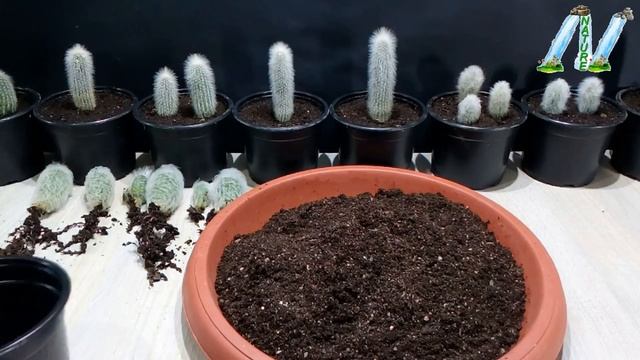 How to grow Cactus Cephalocereus very easy смотреть онлайн