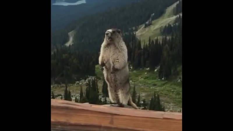 Короткие смешные видео смотреть онлайн