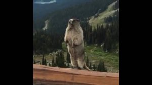 Короткие смешные видео