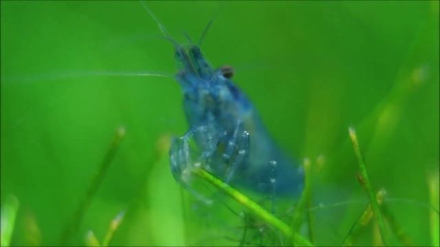 Blue Velvet Shrimp (Neocaridina heteropoda) смотреть онлайн
