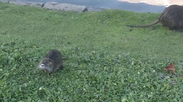 бэби нутрия в парке райнауэ смотреть онлайн