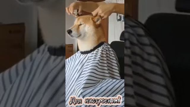 ВАЙНЫ ПРО ЖИВОТНЫХ! ЛУЧШИЕ ВАЙНЫ ПРО ЖИВОТНЫХ! funny pets! смотреть онлайн