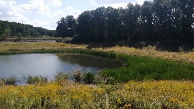 Прудик, утки, золотарник, дубовые посадки смотреть онлайн