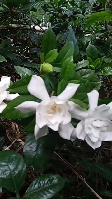 Pretty Gardenia or Rosal/Imelda Ingram