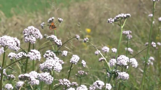 Kleine Vos Aglais Urticae, Vliegend (slow Motion)