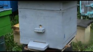 Пересадка роя из ловушки в улей