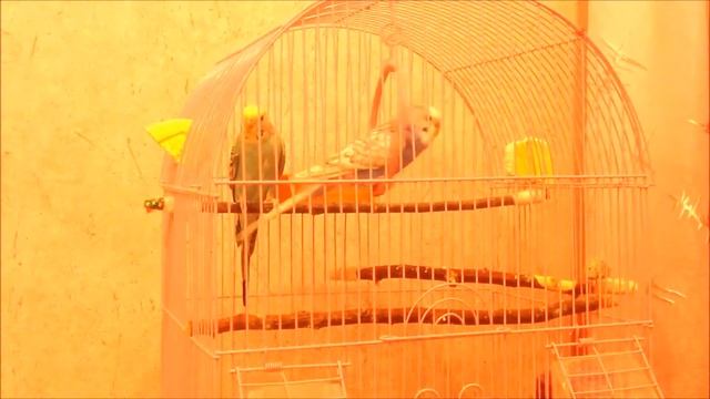 Пение волнистых попугаев * Соня и Ваня смотреть онлайн