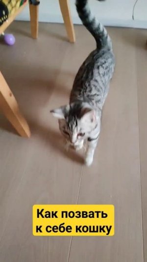 Как позвать к себе кошку #youtube #кошки #животные #юмор