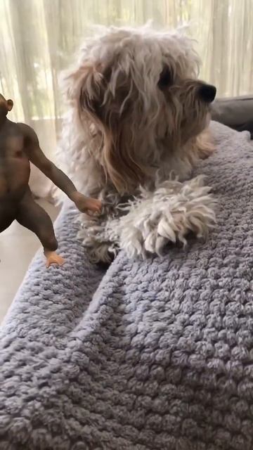 I like to move it move it!!! 🙈🙉🙊🐵🐒 #monkey #monkeys #madagascar смотреть онлайн