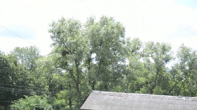 тополиный пух, жара, июнь... смотреть онлайн