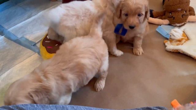 Beautiful Mini Goldendoodle Puppies || Emerald & Paddington || 5 weeks || #MiniGoldendoodlePuppies смотреть онлайн