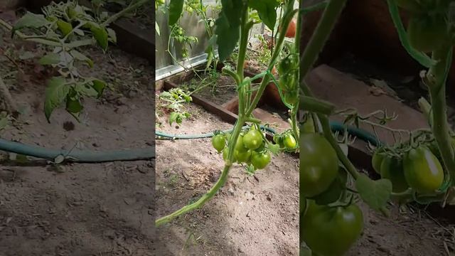 Собираем урожай в теплице смотреть онлайн