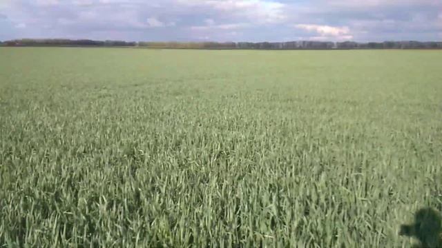 Пшениця переросла, що їй робити?) смотреть онлайн