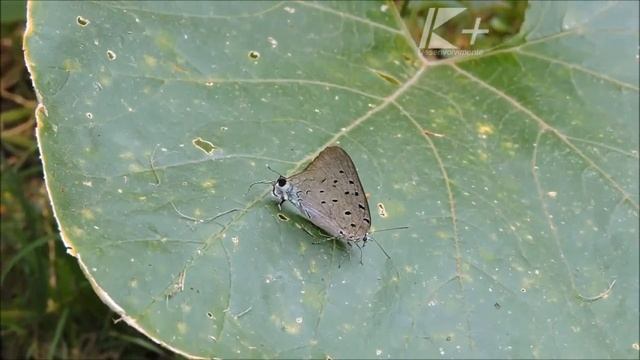 Pseudolycaena marsyas A Borboleta duas caras смотреть онлайн