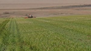 Выращивание озимой пшеницы. No-till 06.04.2018. Подкормка сеялкой