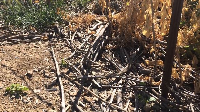 Northern Pacific Rattlesnake (Crotalus oreganus) - Observed 5-8-2018 10:30 AM смотреть онлайн