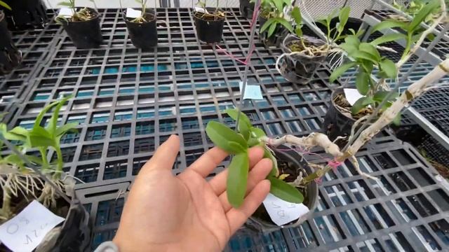THANH TÚ: [09/8] HOÀNG LẠP & CÁC LOẠI LAN THUẦN BẢNG 0866.055.525 || PHONG LAN RỪNG смотреть онлайн