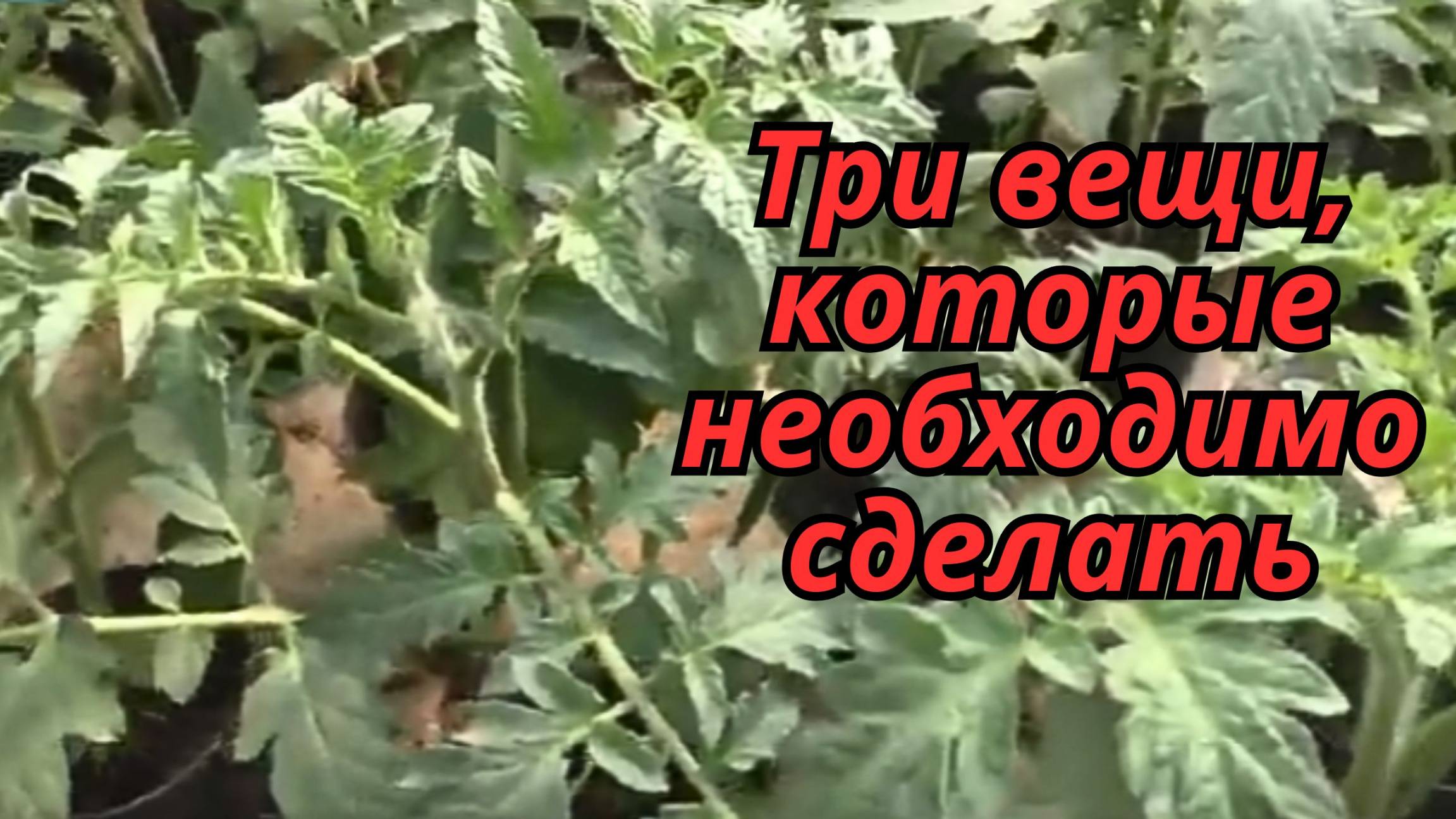 🍅 3 ОБЯЗАТЕЛЬНЫХ шага перед высадкой рассады, о которых молчат даже опытные дачники! смотреть онлайн