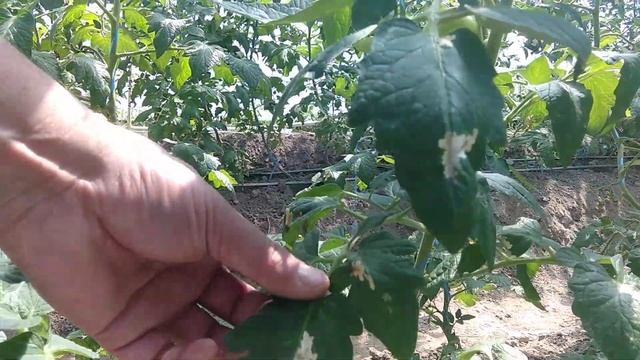 Тута куртига (помидор куяси) карши курашиш