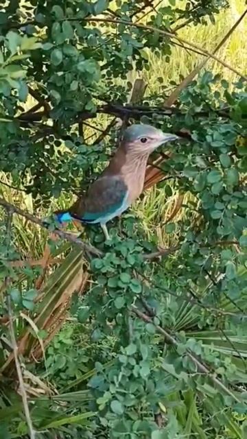 Bird Photography short 📷 смотреть онлайн