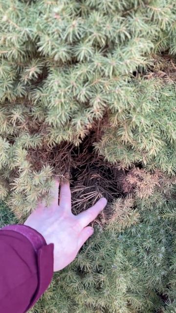 Пятна на хвойниках. Что делать в Феврале? смотреть онлайн